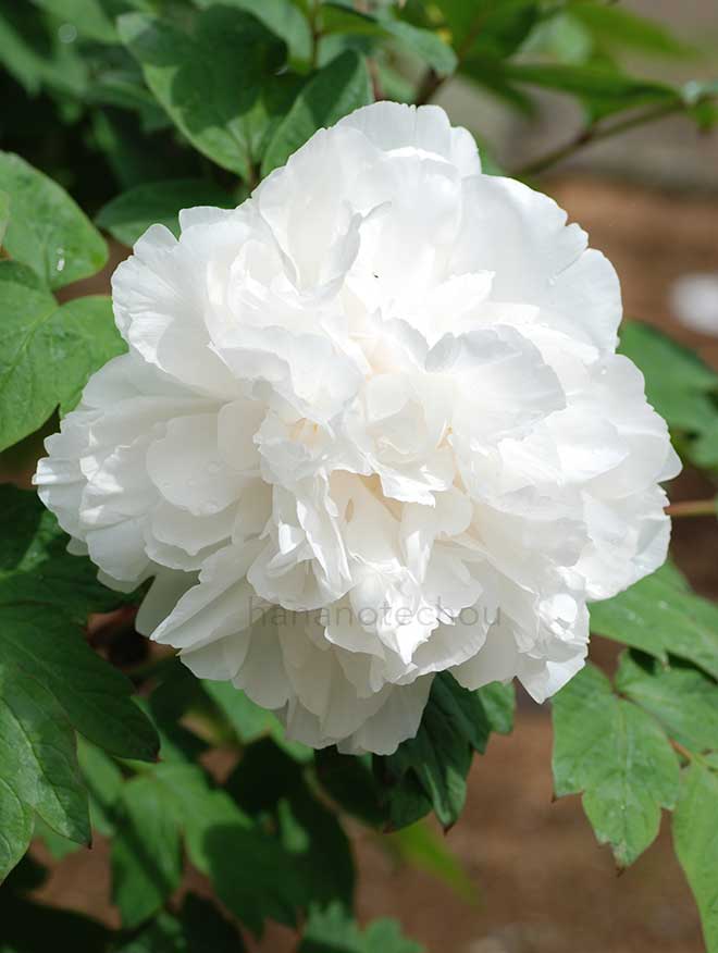 ボタン 朝朔門｜花の手帖の牡丹図鑑