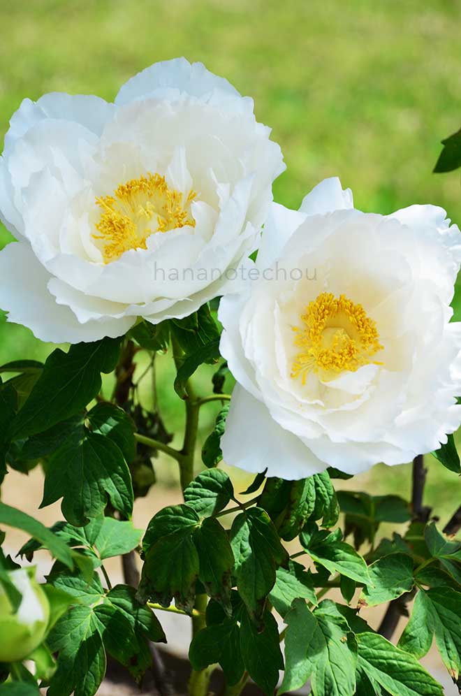 ボタン 富士の峰｜花の手帖の牡丹図鑑