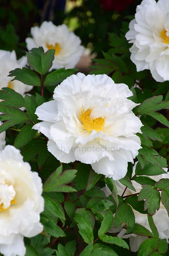 ボタン 白幡竜｜花の手帖の牡丹図鑑