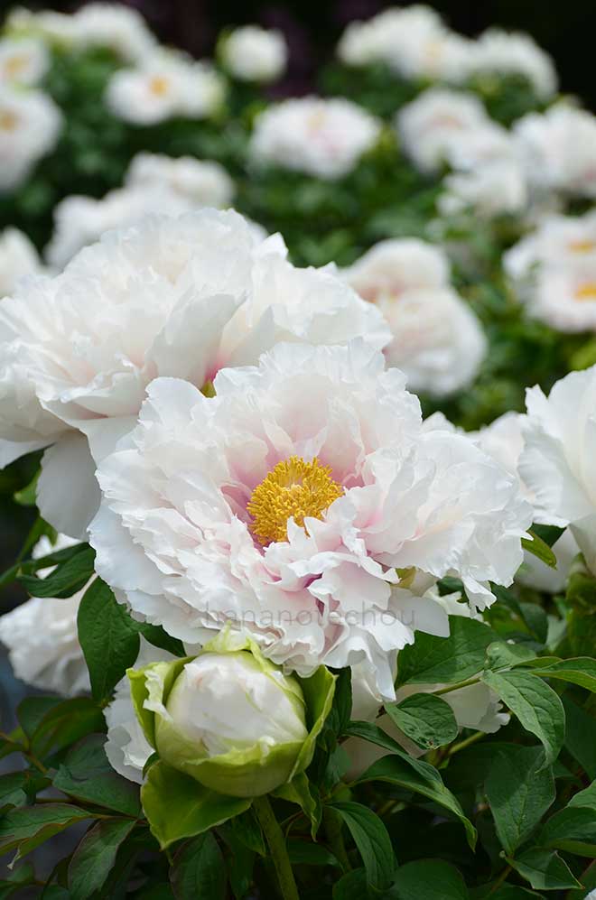 ボタン 白鳥の湖｜花の手帖の牡丹図鑑