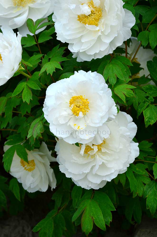 ボタン 白峰｜花の手帖の牡丹図鑑