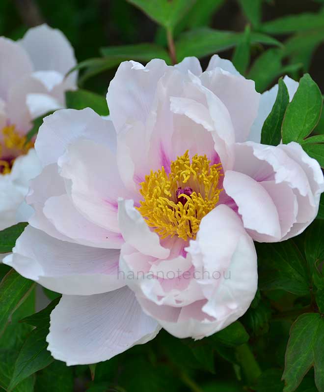 ボタン 浜千鳥｜花の手帖の牡丹図鑑