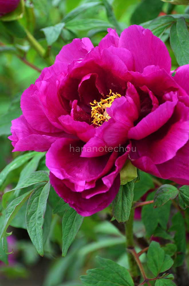 ボタン 花大臣｜花の手帖の牡丹図鑑