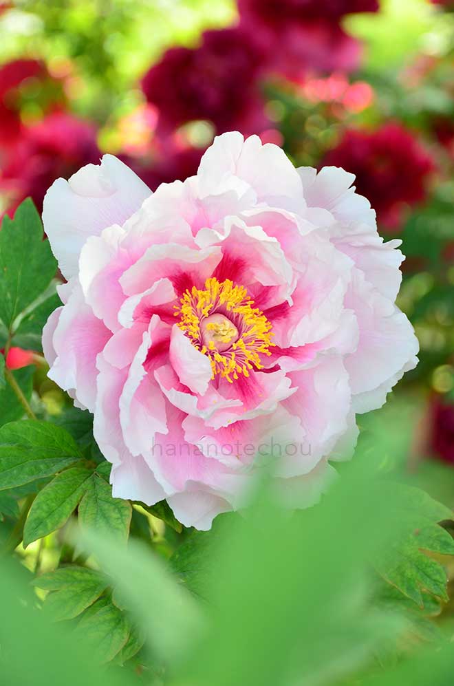 ボタン 春の曙｜花の手帖の牡丹図鑑