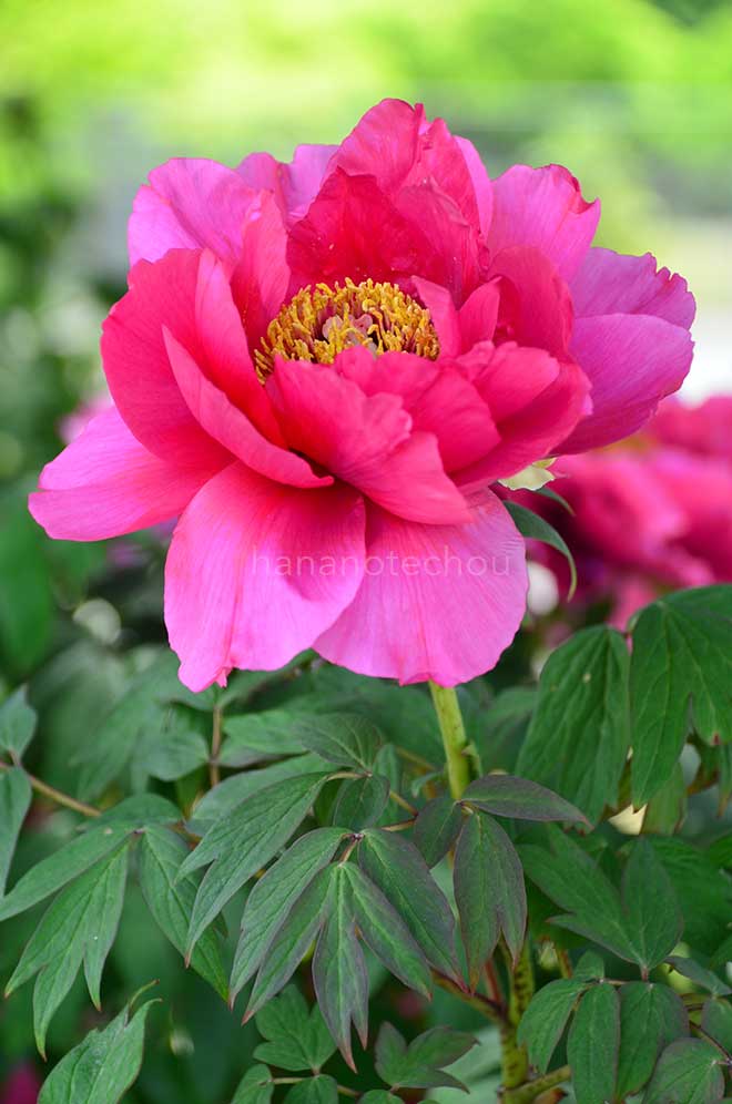 ボタン 日暮｜花の手帖の牡丹図鑑