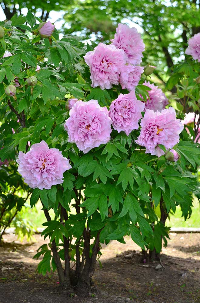 ボタン 村松の誇り｜花の手帖の牡丹図鑑