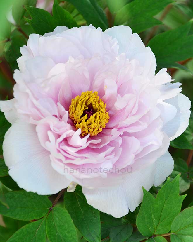 ボタン 明皇の宝｜花の手帖の牡丹図鑑