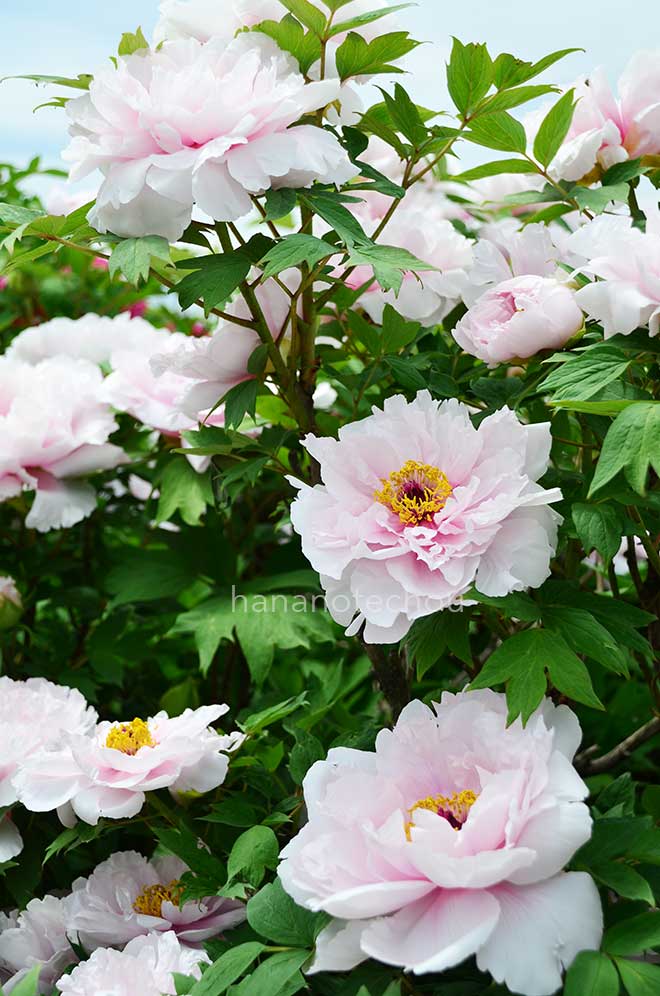 ボタン 明皇の宝｜花の手帖の牡丹図鑑