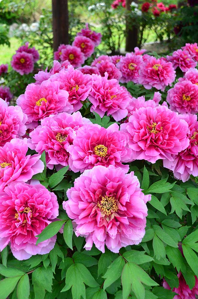 ボタン 錦の艶｜花の手帖の牡丹図鑑