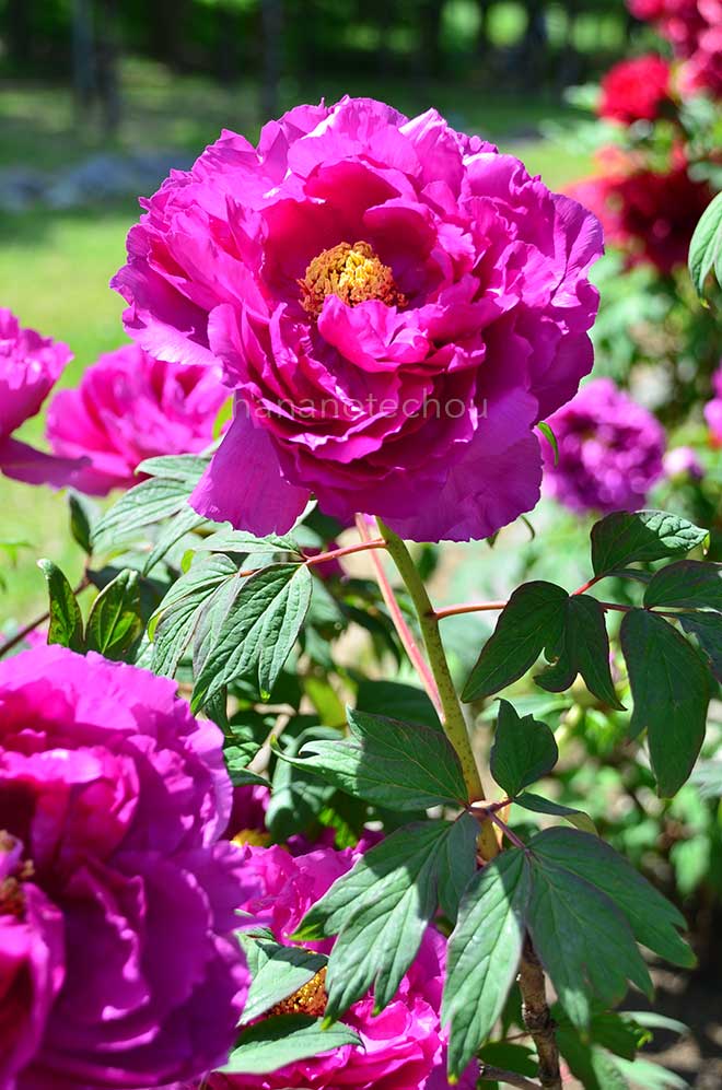 ボタン 紫禁城｜花の手帖の牡丹図鑑