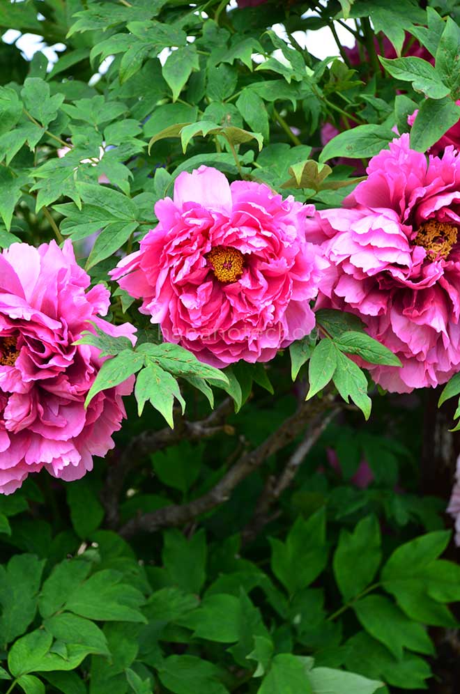 ボタン 島娘｜花の手帖の牡丹図鑑