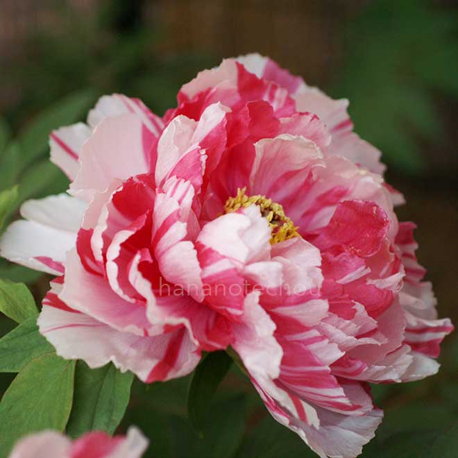 ボタン 島錦｜花の手帖の牡丹図鑑