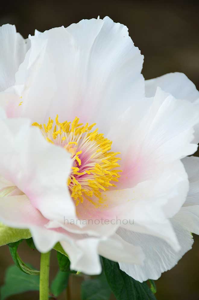 ボタン 新神楽｜花の手帖の牡丹図鑑