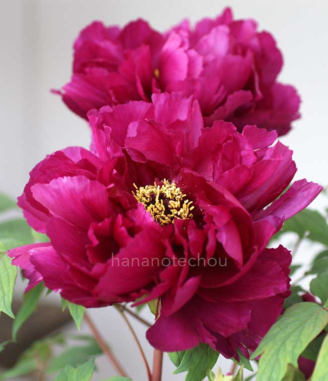 ボタン 新国色｜花の手帖の牡丹図鑑