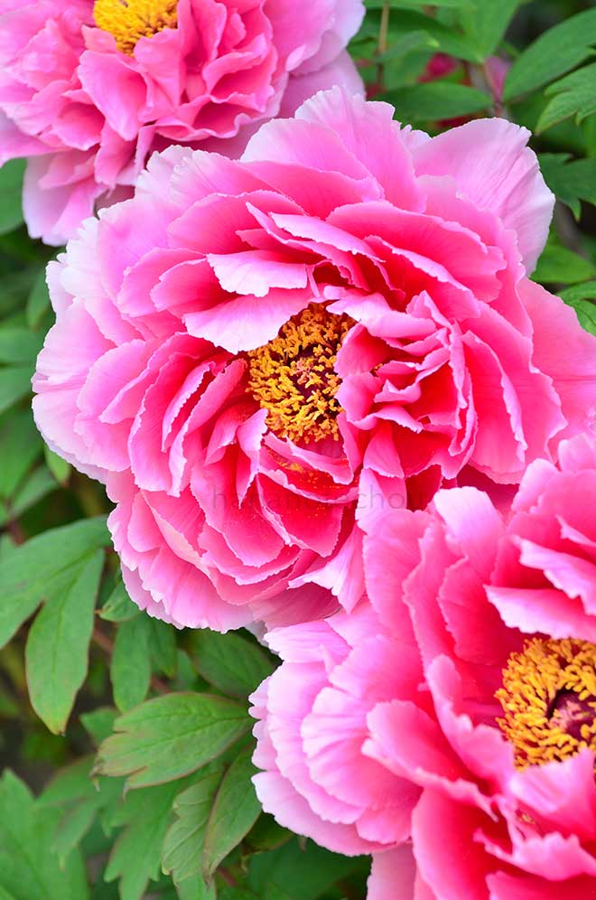 ボタン 新七福神｜花の手帖の牡丹図鑑