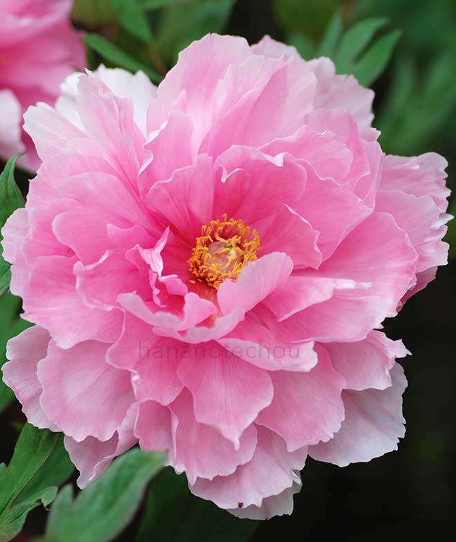 ボタン 新桃園｜花の手帖の牡丹図鑑