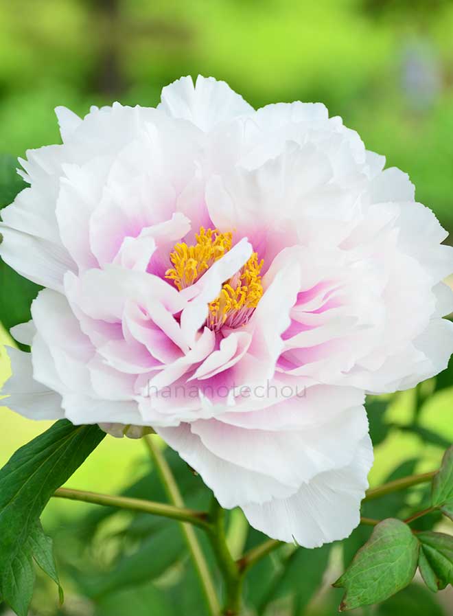 ボタン 白妙｜花の手帖の牡丹図鑑