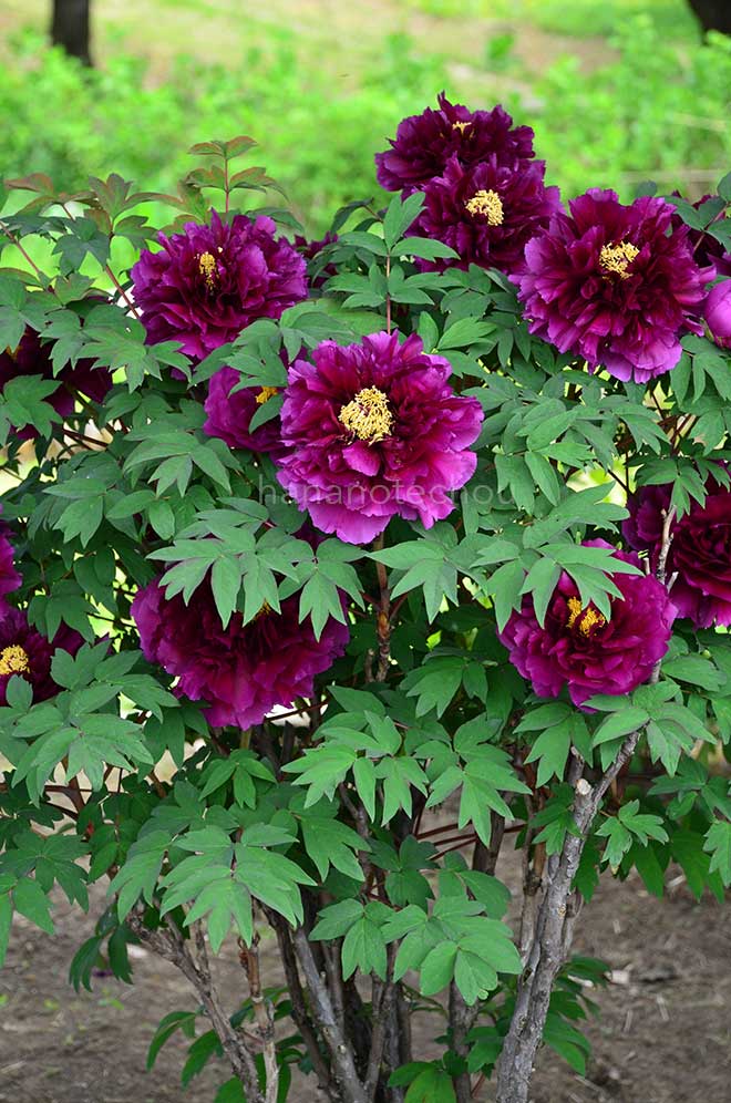 ボタン 紫雲殿
｜花の手帖の牡丹図鑑