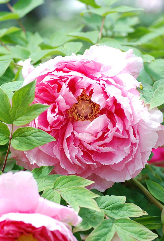 ボタン 大盃｜花の手帖の牡丹図鑑