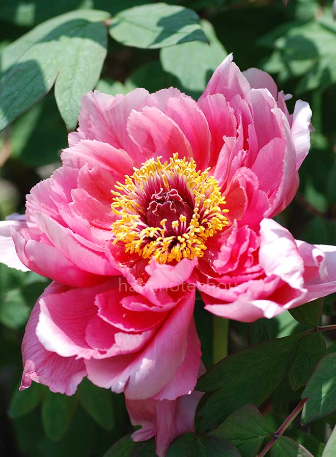 ボタン 玉緑｜花の手帖の牡丹図鑑