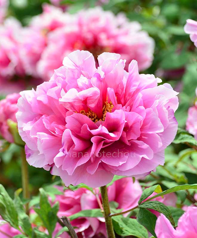 ボタン 帝冠｜花の手帖の牡丹図鑑