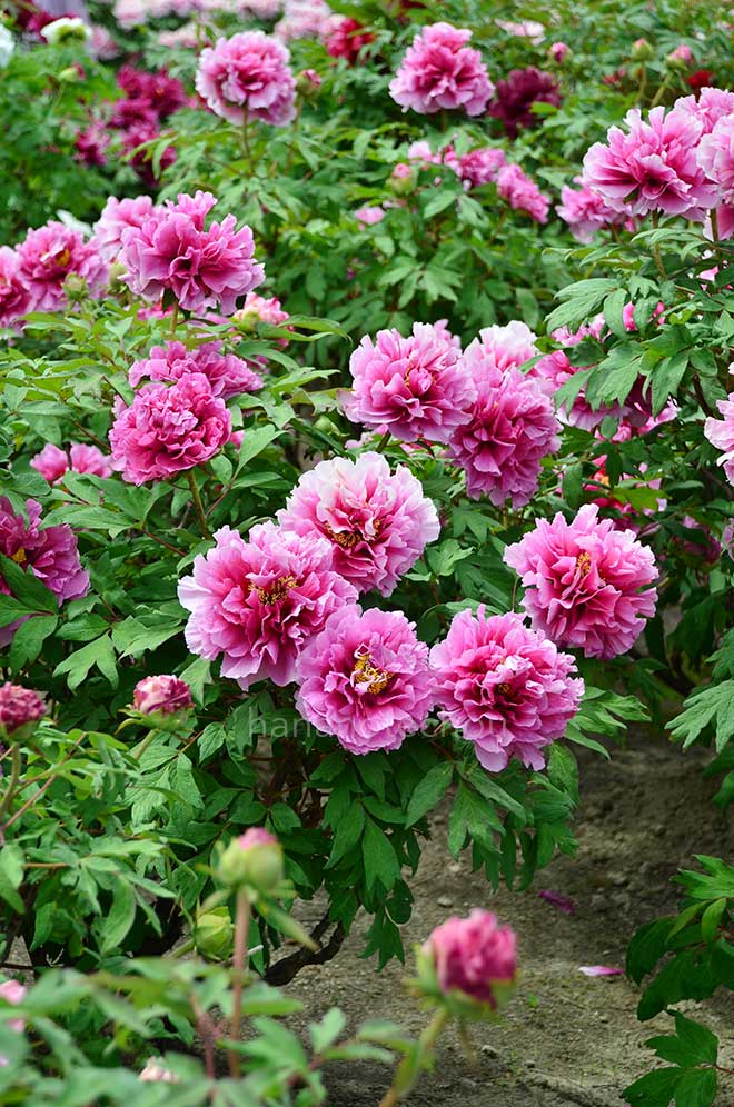 ボタン 帝冠｜花の手帖の牡丹図鑑