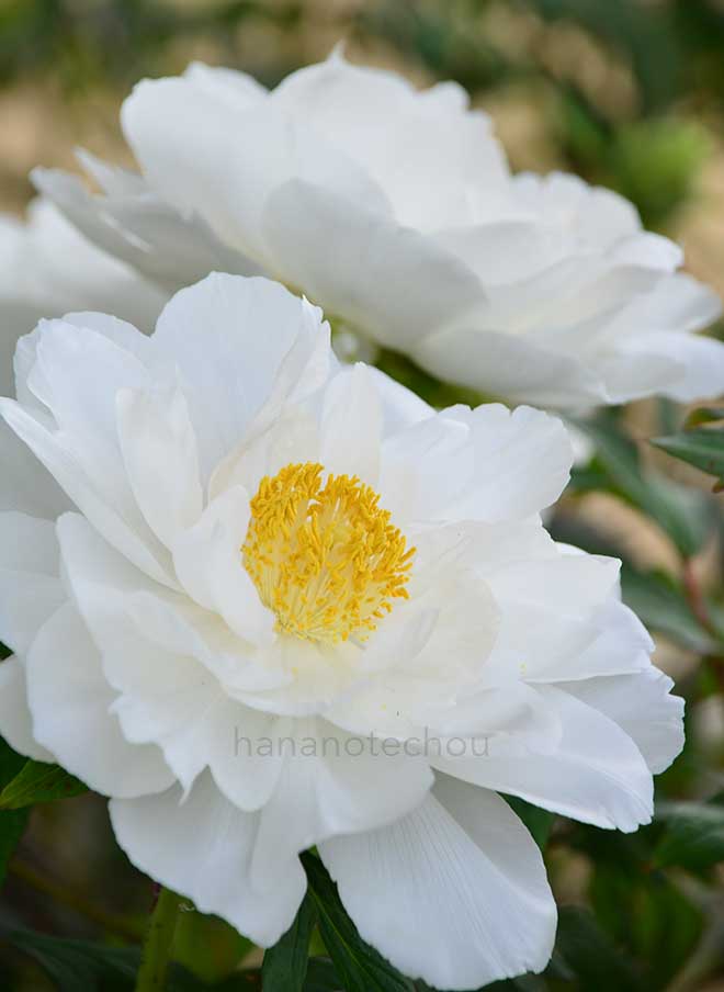 ボタン 渡世白｜花の手帖の牡丹図鑑