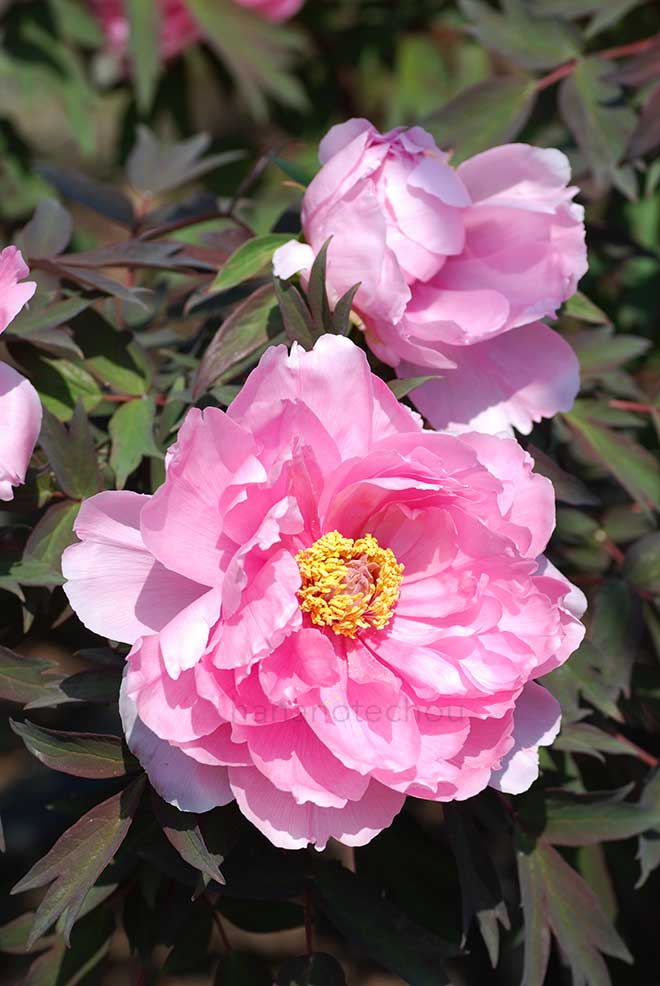 ボタン 八千代椿｜花の手帖の牡丹図鑑