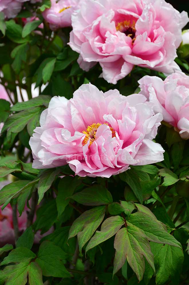ボタン 吉野川｜花の手帖の牡丹図鑑