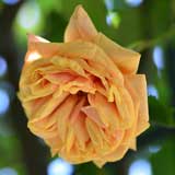 バラ アダム｜花の手帖の薔薇図鑑