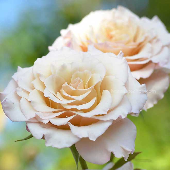 バラ エール｜花の手帖の薔薇図鑑