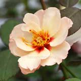 バラ アリッサ プリンセス オブ フェニキア｜花の手帖の薔薇図鑑