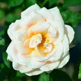 バラ アルザス｜花の手帖の薔薇図鑑