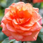 バラ アンバサダー｜花の手帖の薔薇図鑑