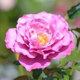 バラ ｜花の手帖の薔薇図鑑