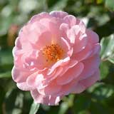 バラ アプリコット ドリフト｜花の手帖の薔薇図鑑
