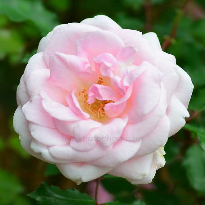バラ アーチン ゲイチン ブラッシュ チャイナ｜花の手帖の薔薇図鑑