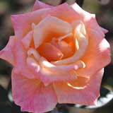 バラ アリゾナ｜花の手帖の薔薇図鑑