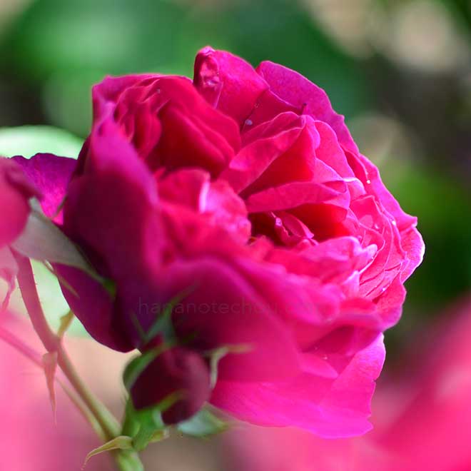 バラ アール オブ ゴスフォード｜花の手帖の薔薇図鑑