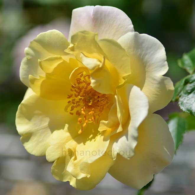 バラ イースリーズ ゴールデン ランブラー｜花の手帖の薔薇図鑑