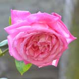 バラ ｜花の手帖の薔薇図鑑