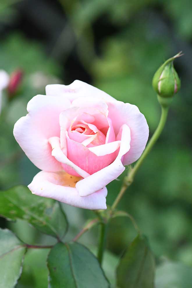 バラ エディットドミュラ｜花の手帖の薔薇図鑑