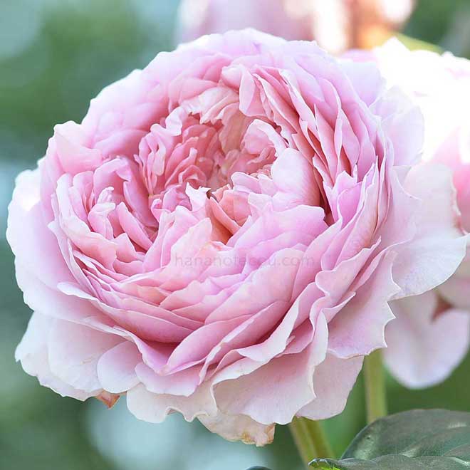 バラ アイスフォーゲル｜花の手帖の薔薇図鑑