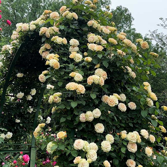 バラ エメラルド アイル|花の手帖の薔薇図鑑