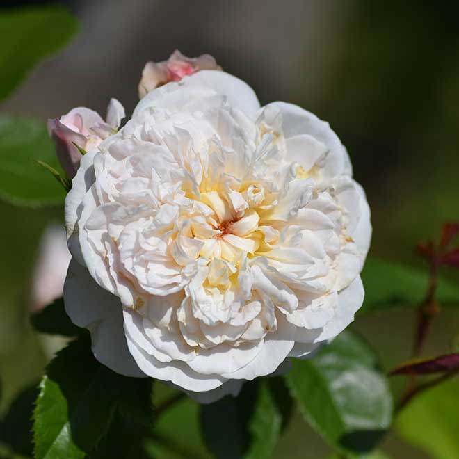 バラ エミリー ブロンテ｜花の手帖の薔薇図鑑