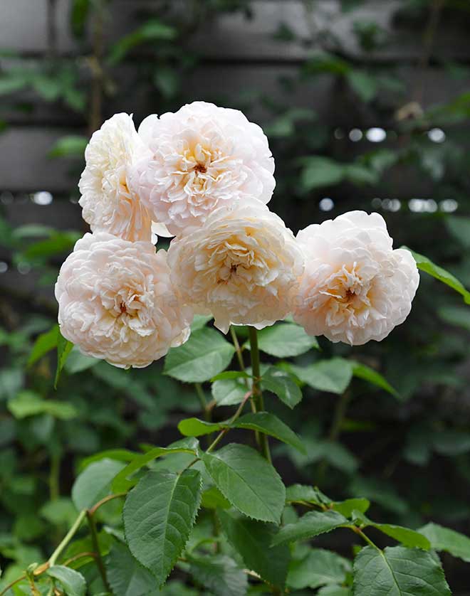バラ エミリー ブロンテ｜花の手帖の薔薇図鑑