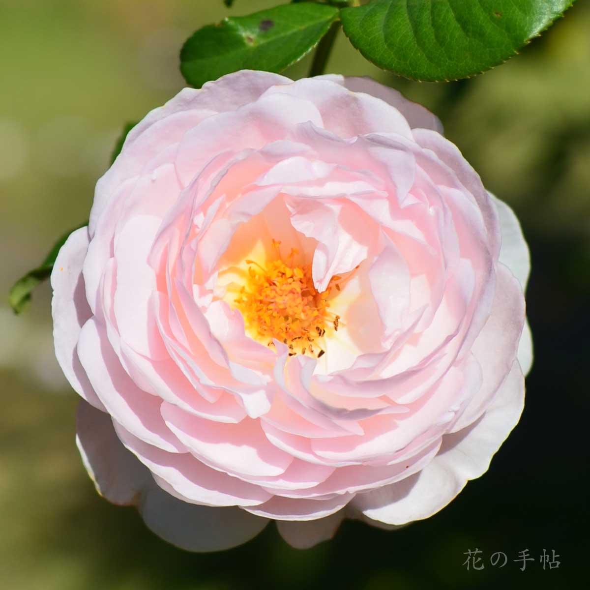 バラ ヘリテージ｜花の手帖の薔薇図鑑