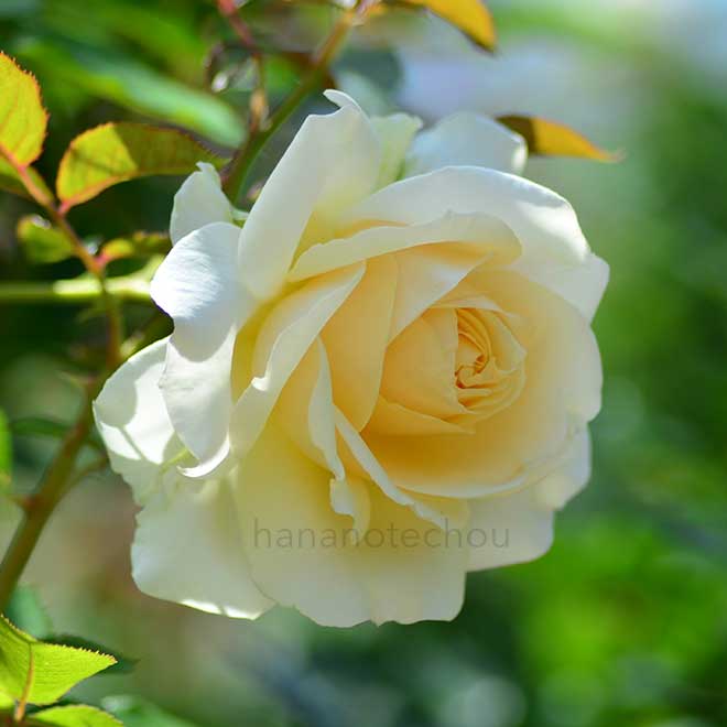 バラ エアフロイリッヒ|花の手帖の薔薇図鑑