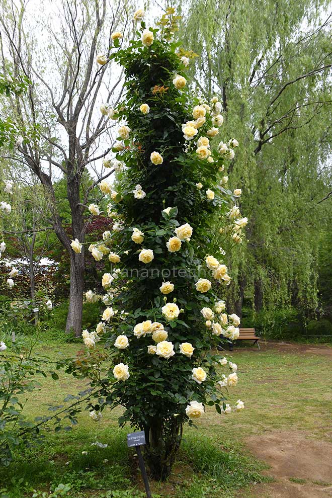 バラ エアフロイリッヒ|花の手帖の薔薇図鑑