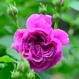 バラ ｜花の手帖の薔薇図鑑